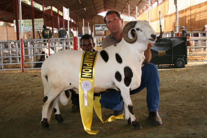 Berbec Damara premiat - Rase de oi si capre-Poze deosebite-4