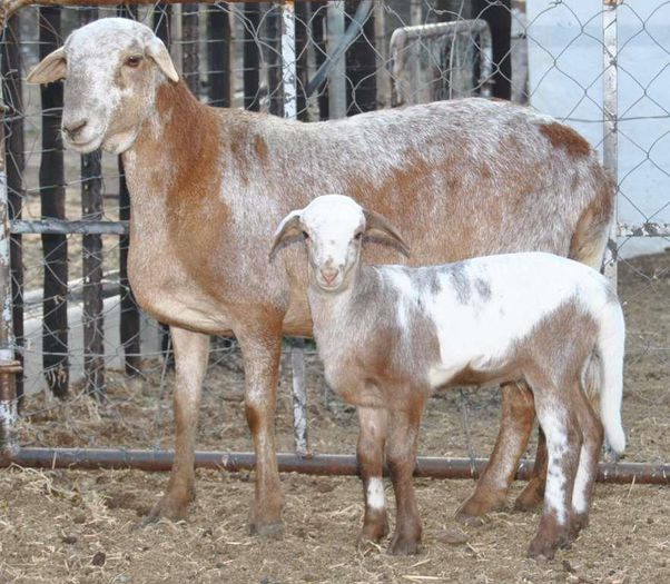 Oaie Meatmaster cu miel - Rase de oi si capre-Poze deosebite-4