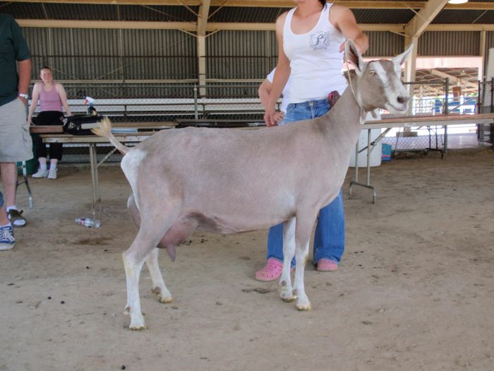 Toggenburg foarte frumoasa-8x - Rase de oi si capre-Poze deosebite-4