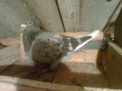 M 2008 RO - PORUMBEI CARE IAM VANDUT