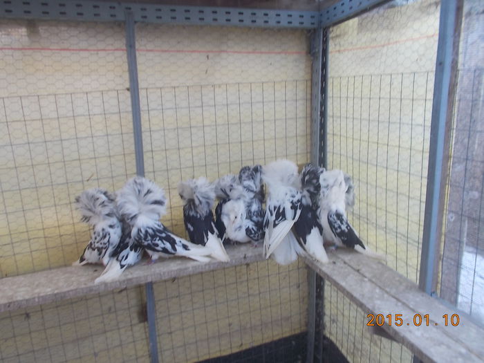 gulerati 10  01 15 021