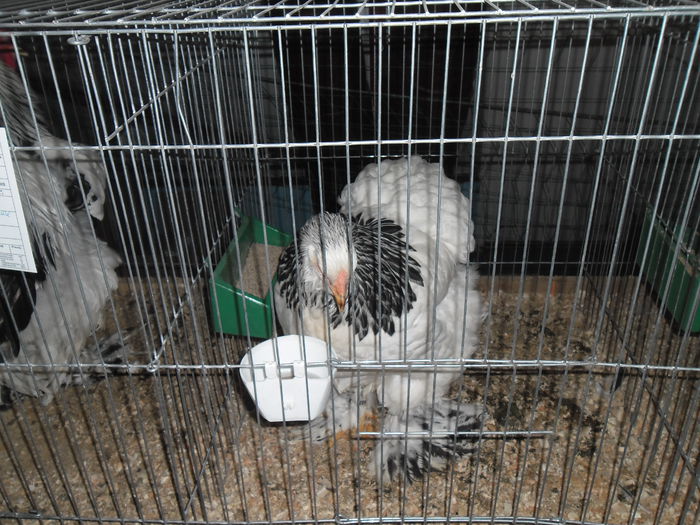 SAM_3467 - EXPO FAUNA CARASEANA IANUARIE 2015