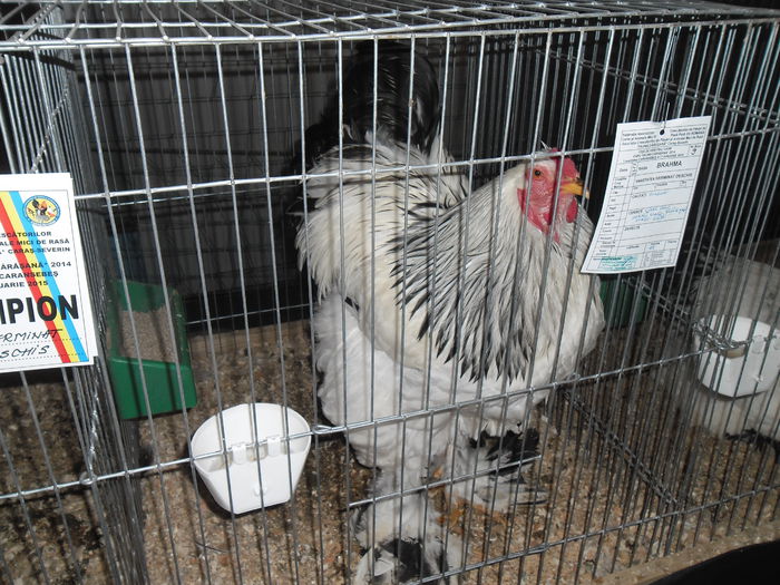 SAM_3468 - EXPO FAUNA CARASEANA IANUARIE 2015