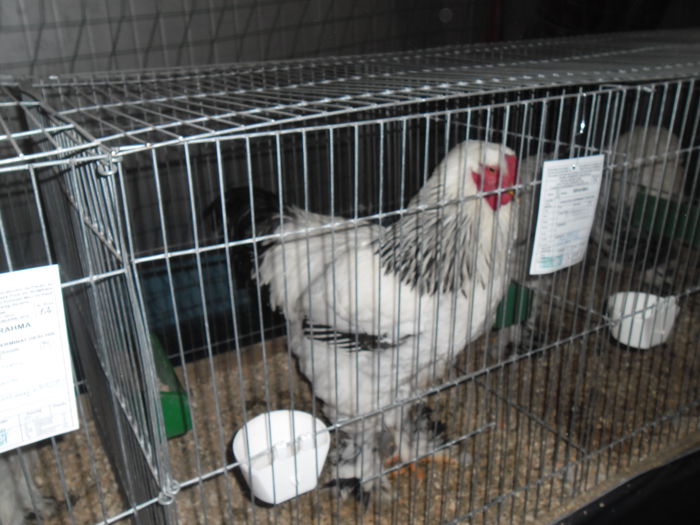 SAM_3469 - EXPO FAUNA CARASEANA IANUARIE 2015