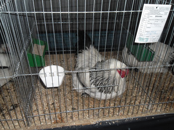 SAM_3471 - EXPO FAUNA CARASEANA IANUARIE 2015