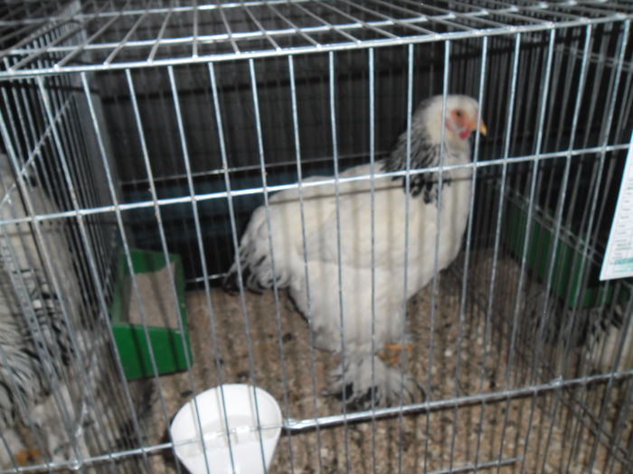 SAM_3472 - EXPO FAUNA CARASEANA IANUARIE 2015