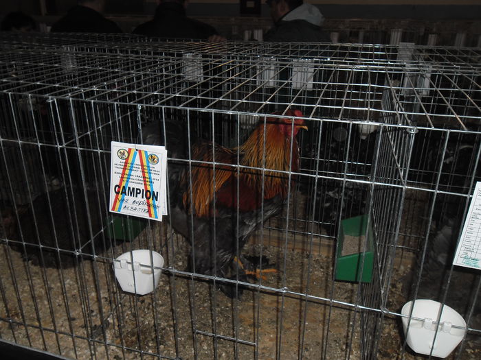 SAM_3473 - EXPO FAUNA CARASEANA IANUARIE 2015