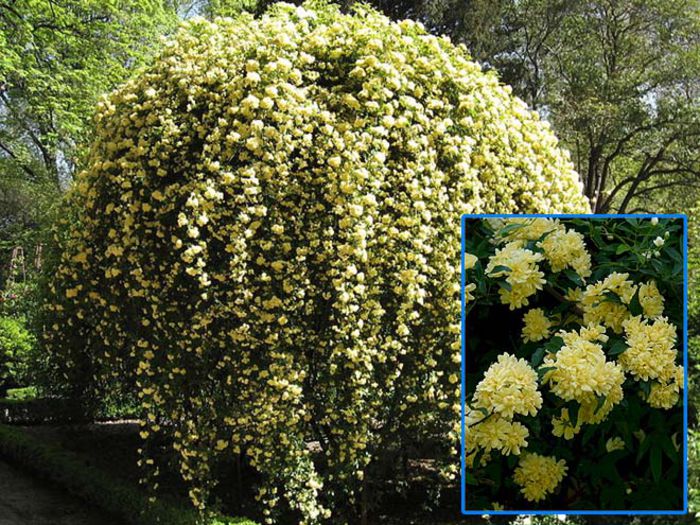 Banksia Lutea- primit de la Primula-Multumesc! - Trandafiri - dorinte implinite