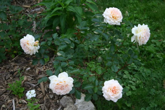 Cream Abundance- cumparat de la Lottum - Trandafiri - dorinte implinite