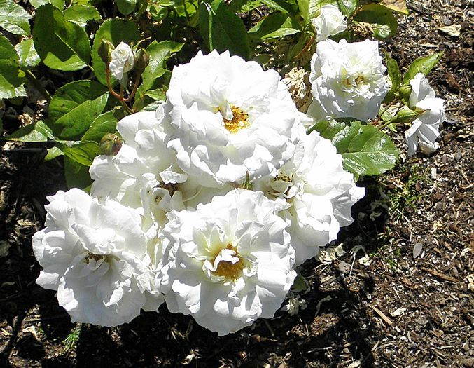 Irene Of Denmark-primit de la Floralia -Multumesc! - Trandafiri - dorinte implinite