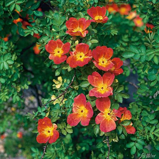 Rosa Foetida Bicolor- cumparat de la Lottum - Trandafiri - dorinte implinite