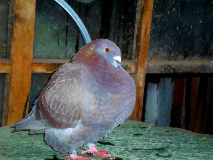 Femela Q1 (Scos din perechea Q)