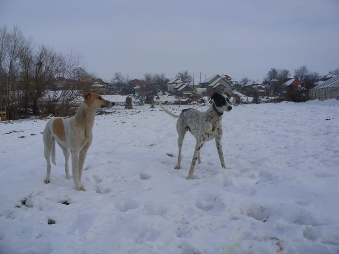 de vanzare acum 01.2015 - ogary greyhound album