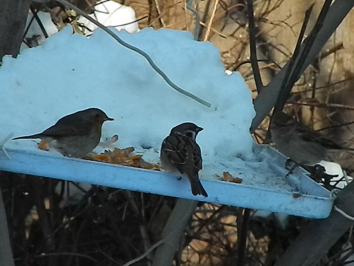 DSCN4100 - SOCIALIZARE_2