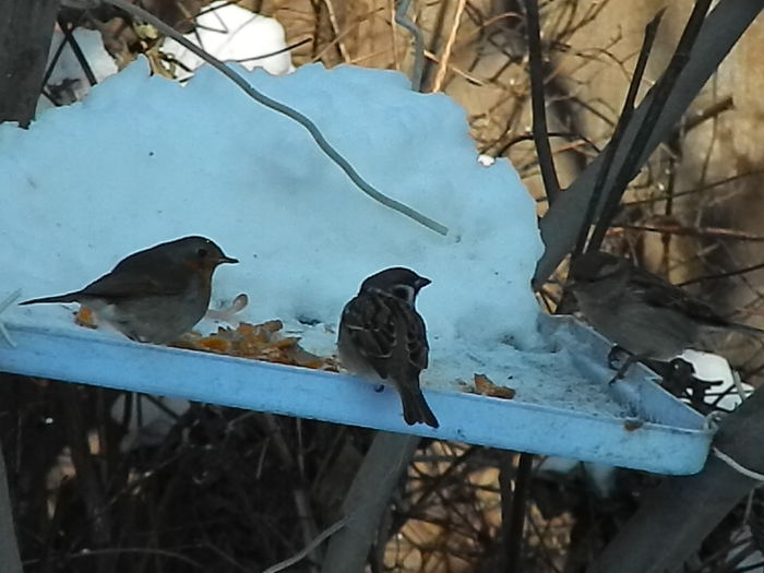 DSCN4101 - SOCIALIZARE_2