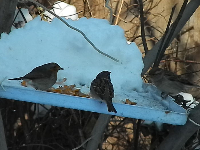 DSCN4103 - SOCIALIZARE_2