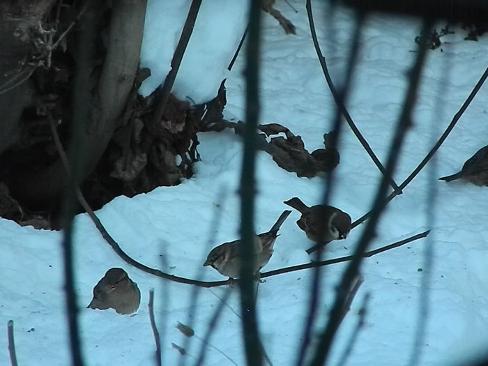 DSCN4109 - SOCIALIZARE_2