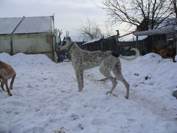 SDC15424 - ogary greyhound album