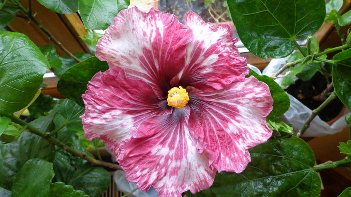 130 - HIBISCUS TAHITIAN  PURPLE  SPLENDOR