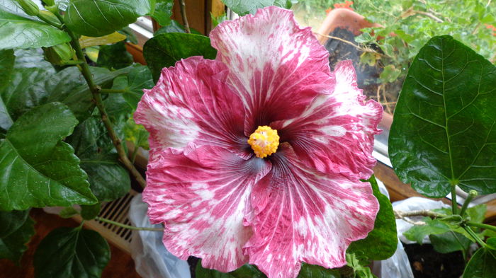 134 - HIBISCUS TAHITIAN  PURPLE  SPLENDOR