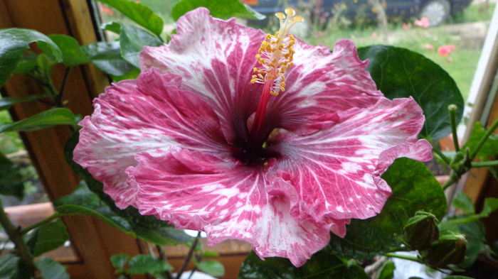 138 - HIBISCUS TAHITIAN  PURPLE  SPLENDOR