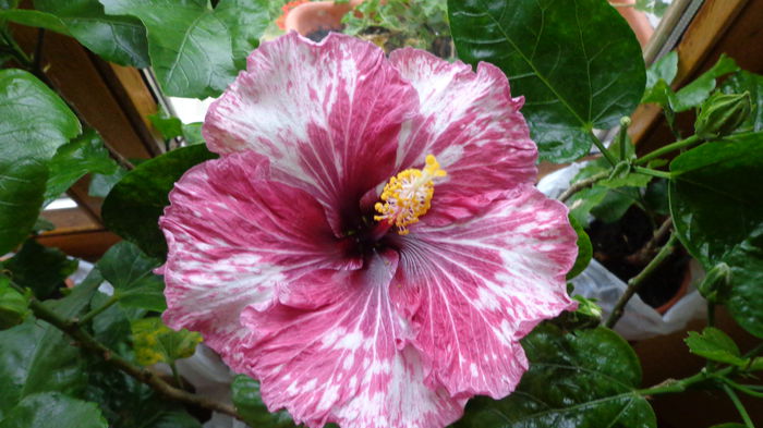 139 - HIBISCUS TAHITIAN  PURPLE  SPLENDOR