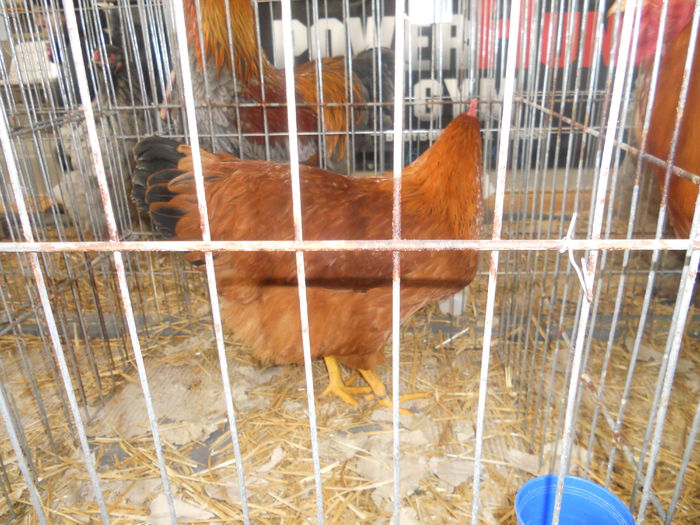 DSCN7851 - Expo Miercurea Ciuc- expozitia secuiana 2015