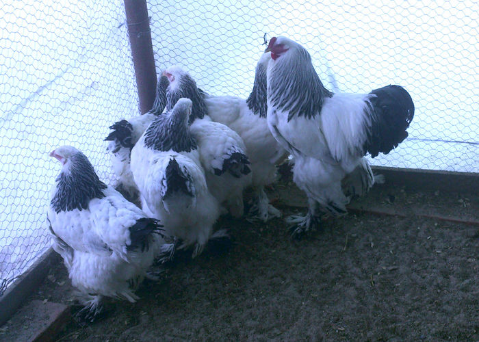 FAMILIA    1 BRAHMA HERMINAT DESCHIS