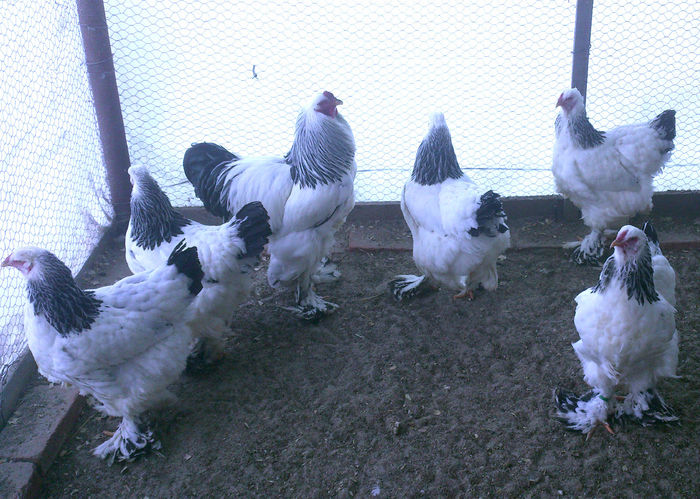 FAMILIA   1 BRAHMA HERMINAT DESCHIS - GAINI RASA BRAHMA HERMINAT DESCHIS 2015 IANUARIE  FAMILII