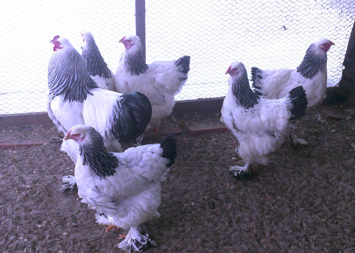 FAMILIA  1 BRAHMA HERMINAT DESCHIS - GAINI RASA BRAHMA HERMINAT DESCHIS 2015 IANUARIE  FAMILII