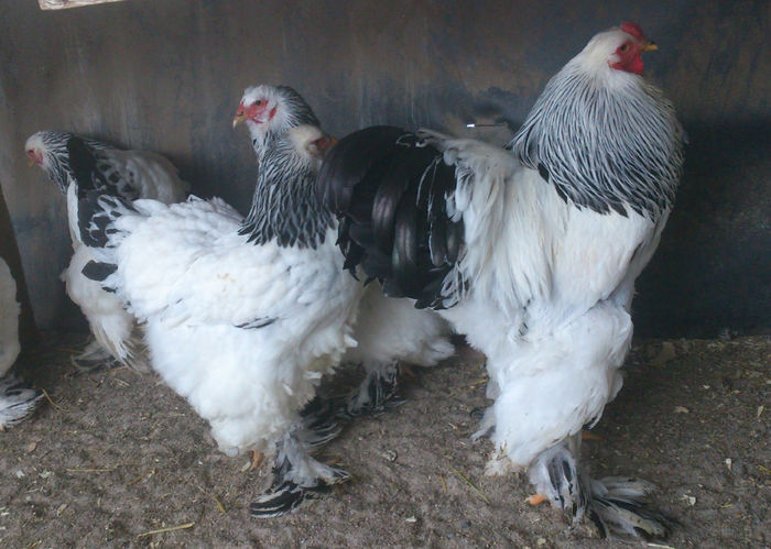 FAMILIA    2 BRAHMA HERMINAT DESCHIS - GAINI RASA BRAHMA HERMINAT DESCHIS 2015 IANUARIE  FAMILII