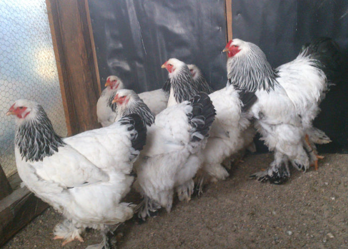 FAMILIA    3       BRAHMA HERMINAT DESCHIS - GAINI RASA BRAHMA HERMINAT DESCHIS 2015 IANUARIE  FAMILII