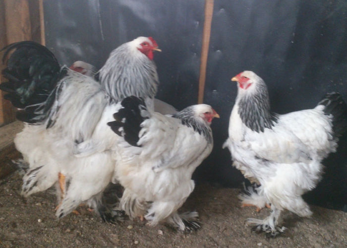 FAMILIA    3     BRAHMA  HERMINAT DESCHIS - GAINI RASA BRAHMA HERMINAT DESCHIS 2015 IANUARIE  FAMILII