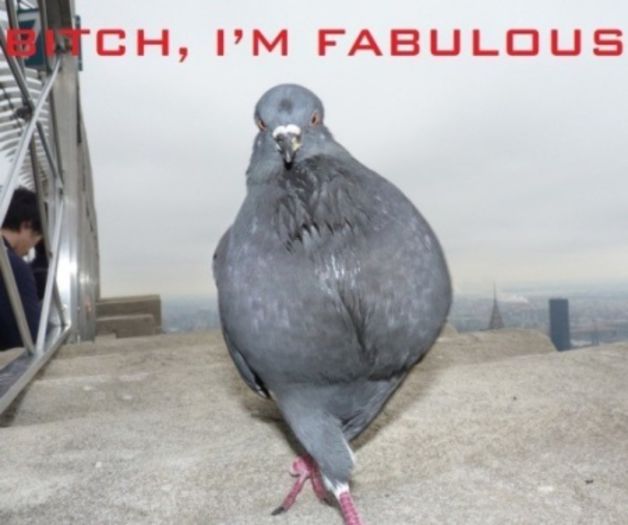 Lady Pigeons - funny pigeons