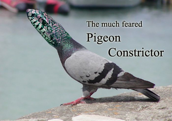 Pigeon-Constrictor - funny pigeons