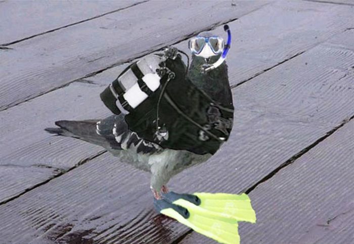 SCUBA-Pigeon - funny pigeons