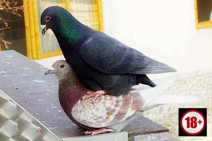 sex - funny pigeons