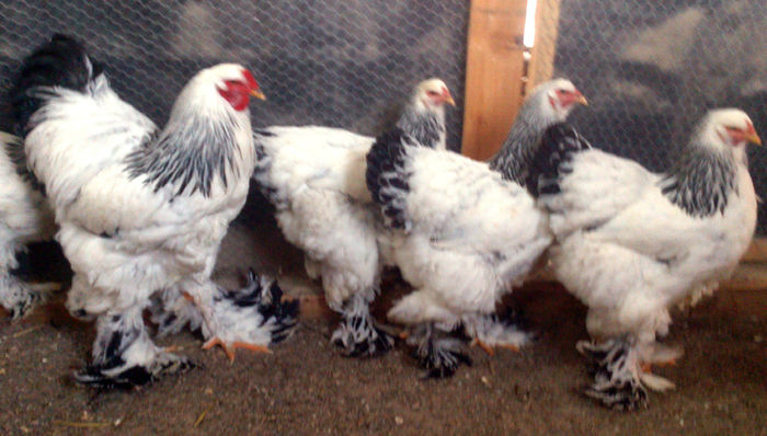 FAMILIA     4     BRAHMA  HERMINAT  DESCHIS - GAINI RASA BRAHMA HERMINAT DESCHIS 2015 IANUARIE  FAMILII