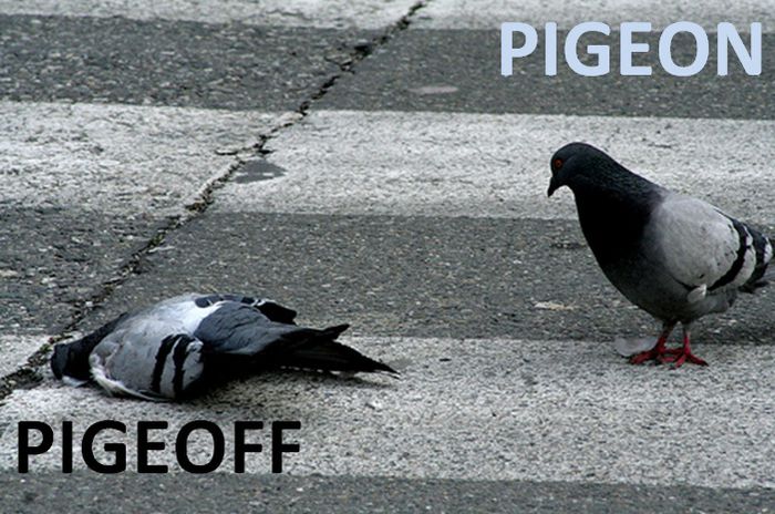 on-off - funny pigeons