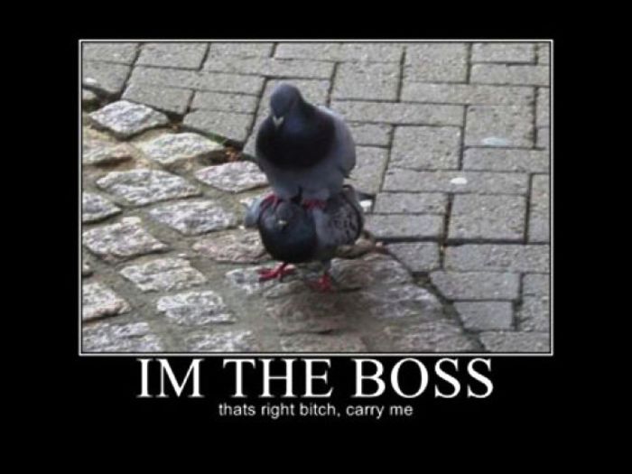 pigeon-boss