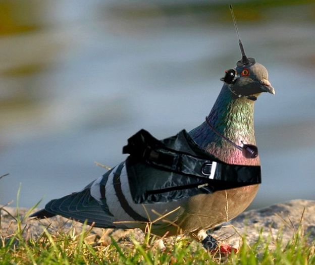 Dunce-of-a-Pigeon