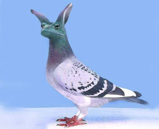 Funny Pigeons - funny pigeons