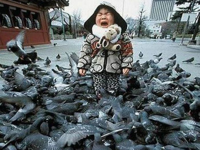 pigeon-attack