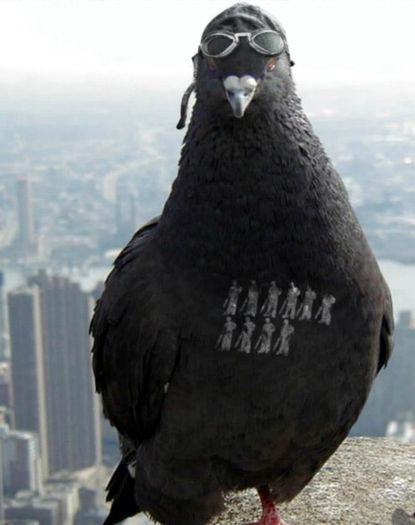 modern-military - funny pigeons