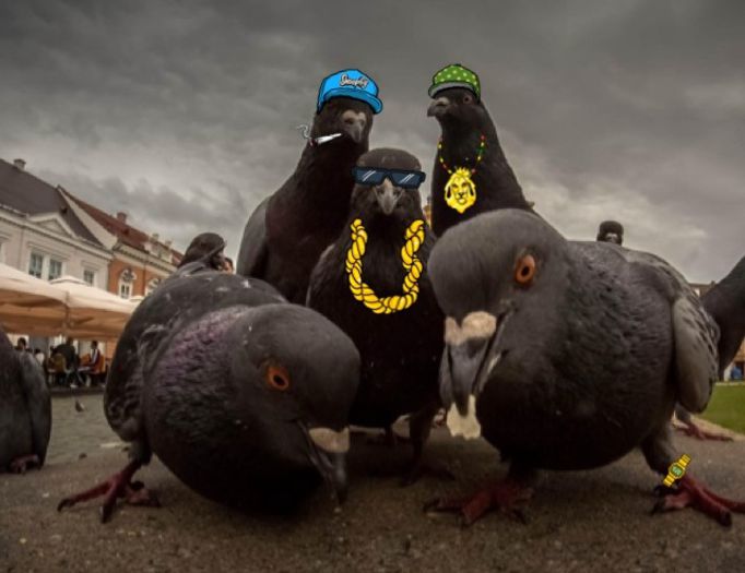 what's up nigger - funny pigeons