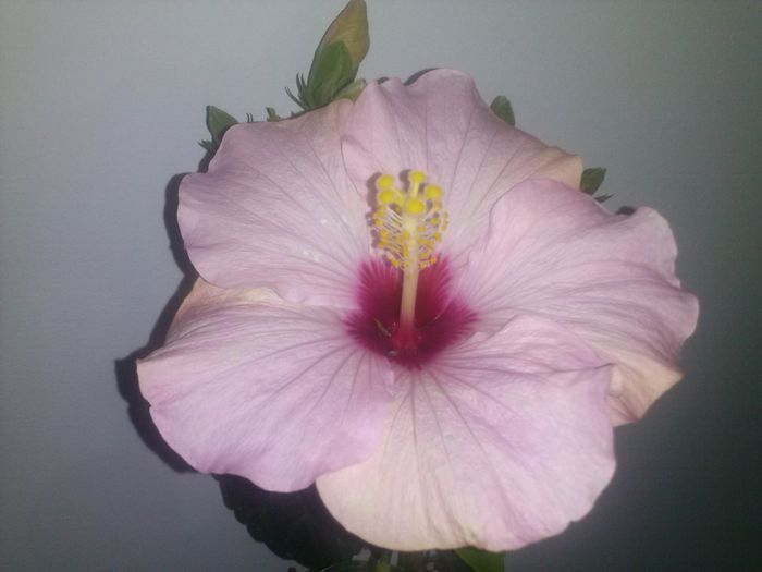 CAM00413 - HIBISCUS 2015