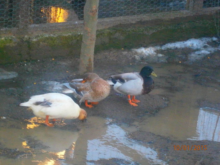 P1100390 - Rate Pitice Caal Duck