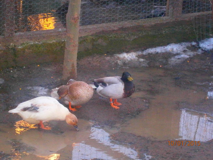 P1100391 - Rate Pitice Caal Duck