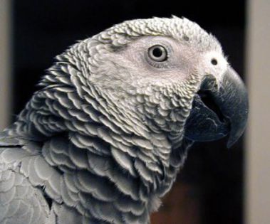 ;; clk *zboara papagalul prin sufragerie si in;jura; spune cuvintele pe care le avea in; vocabularul lui* =))))).
