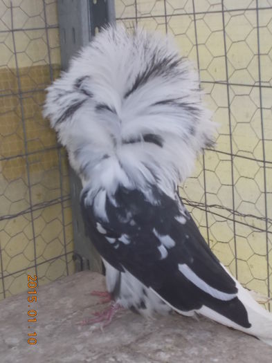 gulerati 10  01 15 009